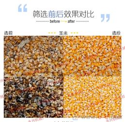 精準篩選，糧安天下 永興機械鑄就糧食分選新標桿
