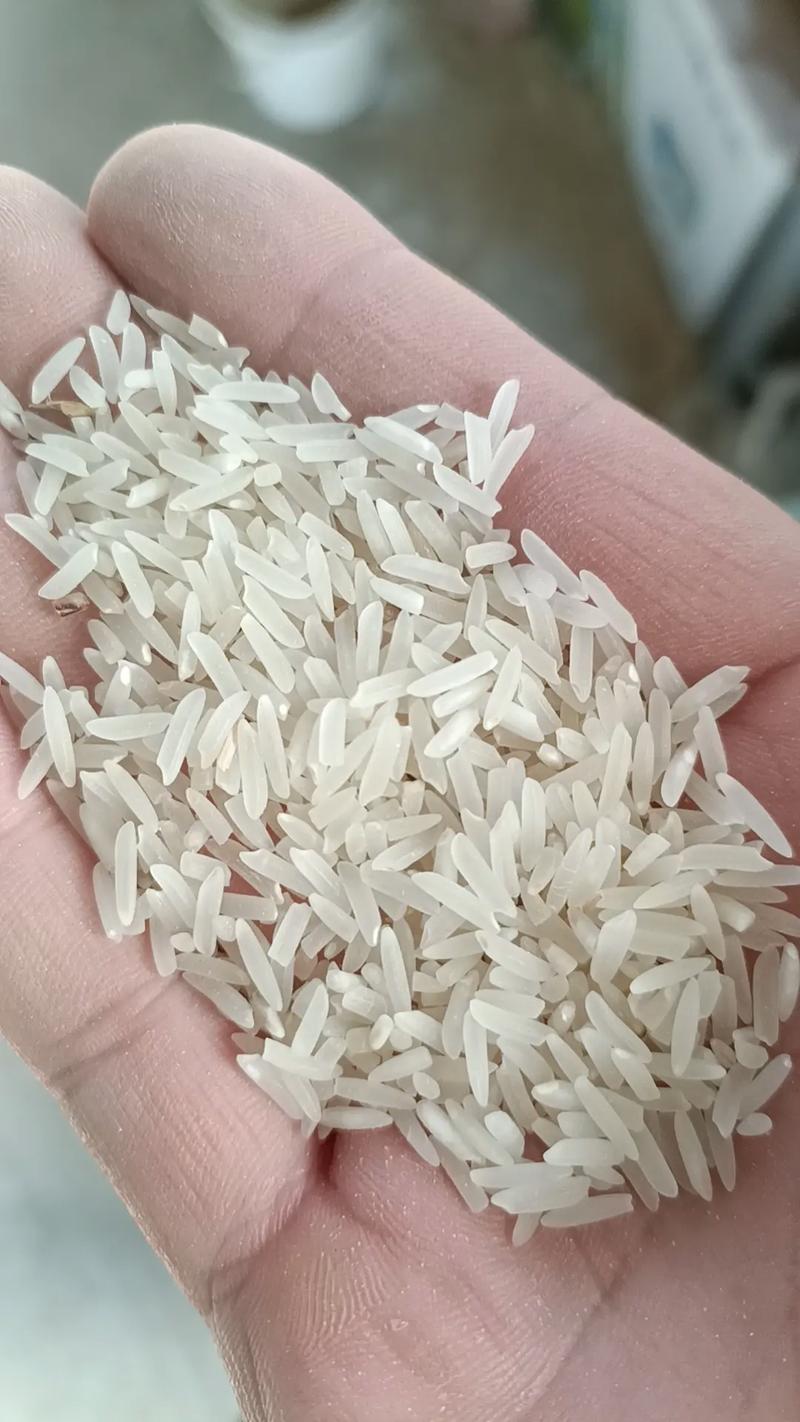 長粒香稻有貨，香味濃郁品質佳——糧食收購與大米加工首選